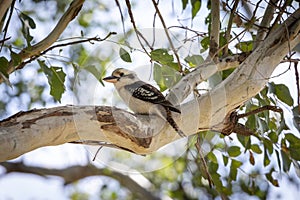 An Australian Kookaburra sitting on a branch in a tree