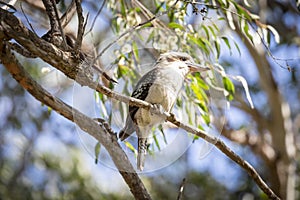 An Australian Kookaburra sitting on a branch in a tree