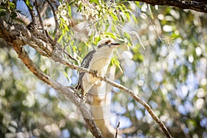 An Australian Kookaburra sitting on a branch in a tree