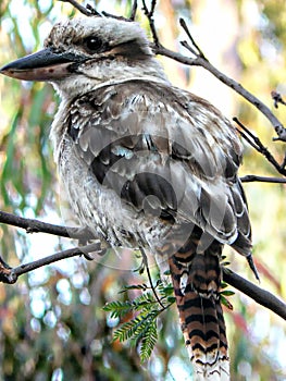 Australian Kookaburra Up Close