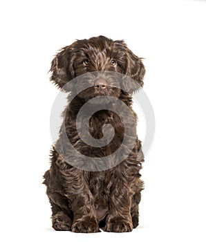 Australian Labradoodle, 2 months old