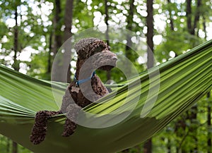 Australian Labradoodle in Hammock