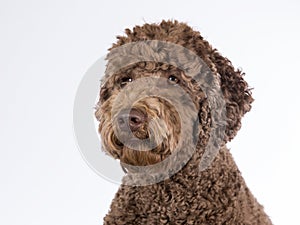 Australian labradoodle portrait