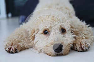 Australian Labradoodle Puppy