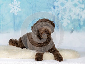 Australian labradoodle puppy dog portrait.