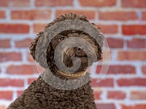 Australian labradoodle puppy dog portrait.