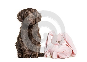 Australian Labradoodle and toy, 2 months old