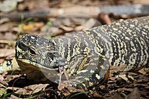 Australian Lace Monitor