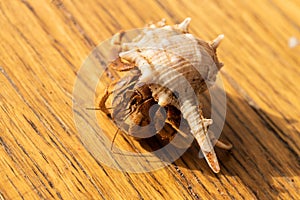 Australian Land Hermit Crab