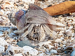 Australian Land Hermit Crab photo