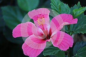 Australian Landscape Series - Hibiscus rosa sinensis - China Rose - Rose Mallow