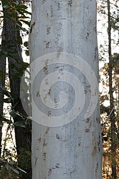 Australian Landscape Series - Scribbly Gum - Eucalyptus signata