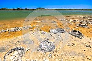 Stromatolites Lake Thetis