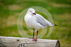 Australian Laridae order Lari seagull photo