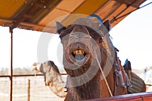 Australian Laughing Camel