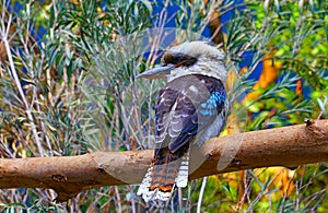 Australian laughing kookaburra bird