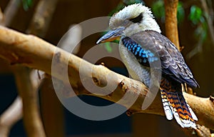 Australian laughing kookaburra bird