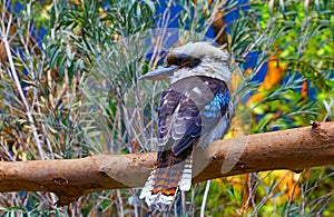 Australian laughing kookaburra bird photo