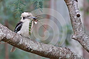 Australian laughing kookaburra with goliath stick insect