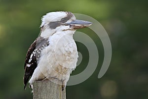 Australian laughing kookaburra perched on a post