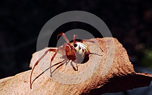 Australian Leaf-curling spider