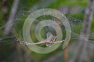 An Australian Leuccauge granulata Spider