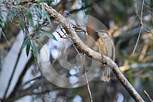 Australian lewin`s honeyeater