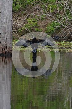 Australian Little Black Cormorant Bird