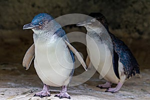 Australian Little Penguins
