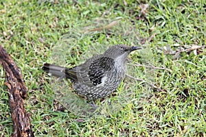 Australian Little Wattle Bird