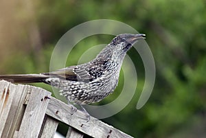 Australian little wattlebird