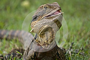 The Australian lizard.