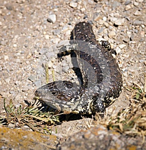 Australian Lizard