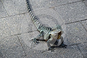 The Australian lizard eastern water dragon Physignathus lesueurii on pavement city center in Brisbane, Queensland