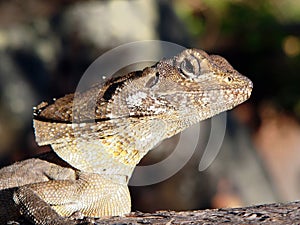 Australian lizard The Frilled Neck Lizard