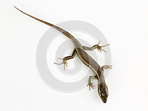 Australian Lizard isolated, white background, top-down