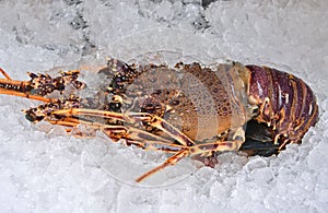 Australian lobster