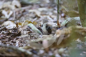 Australian Logrunner