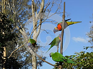 Australian lorikeets