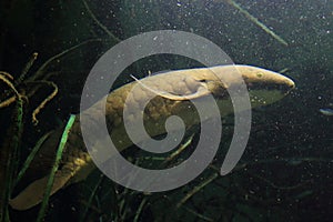 Australian lungfish