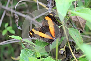 Australian Lurcher Butterfly Yoma sabina