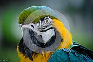 Australian Macaw Portrait, Close-up