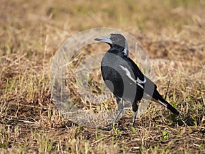 Australian Magpie in Australian outback