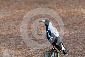 Australian magpie bird in black and white plumage perching on wood during Autumn in Australia