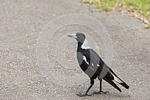 Australian magpie