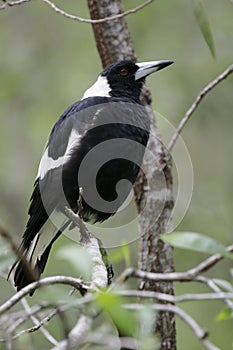 Australian Magpie (Cracticus tibicen)