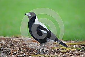 Australian Magpie (Cracticus tibicen)