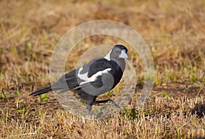 Australian Magpie on ground