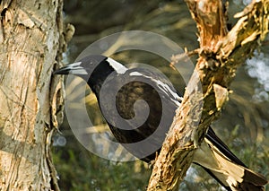 Australian magpie Gymnorhina tibicen