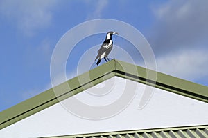 An Australian Magpie (Gymnorhina tibicen) catches a prey in Sydney